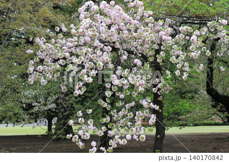 東京都心の満開桜 東京都心の満開桜 140170842