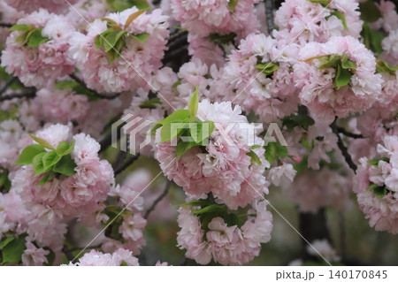 東京都心の満開桜 140170845