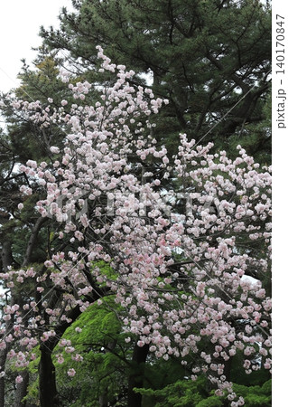 東京都心の満開桜 東京都心の満開桜 140170847