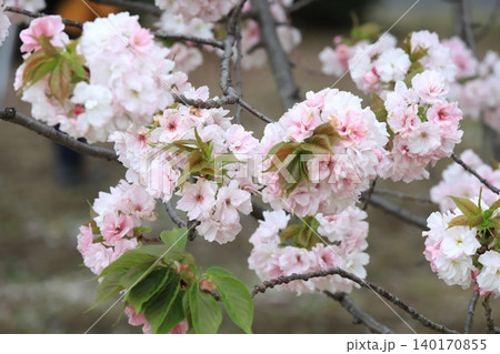 東京都心の満開桜 東京都心の満開桜 140170855