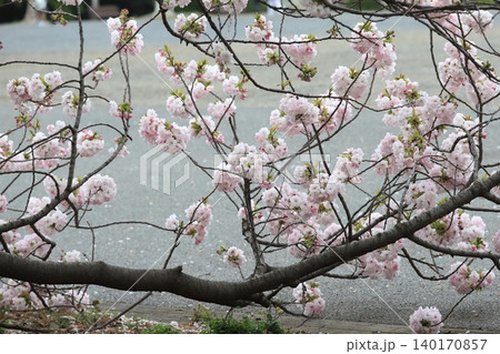 東京都心の満開桜 東京都心の満開桜 140170857