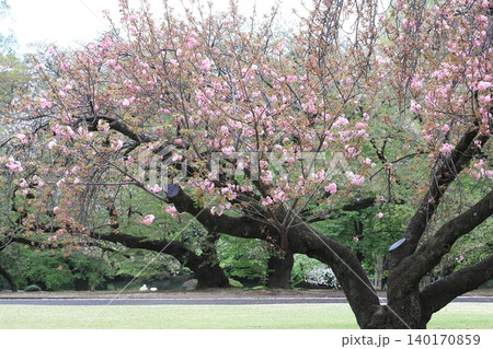 東京都心の満開桜 東京都心の満開桜 140170859