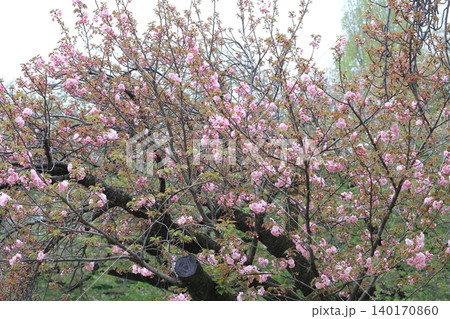 東京都心の満開桜 東京都心の満開桜 140170860