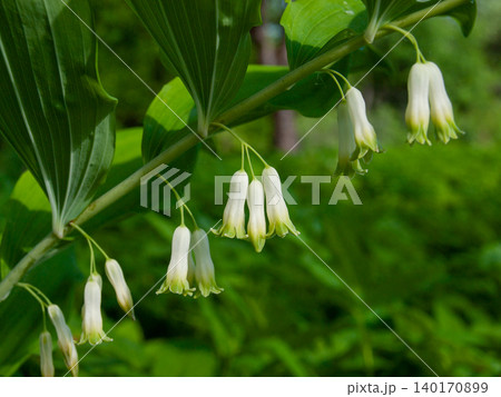 Beautiful white flowers of Solomon's seal blooming in a shady spring garden. Beautiful white flowers of Solomon's seal blooming in a shady spring garden. 140170899