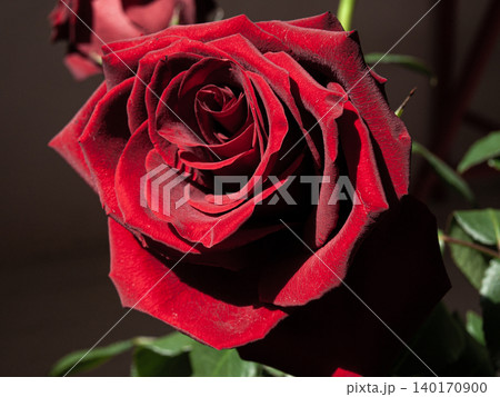 Closeup of a beautiful red rose bouquet fragment sunlit by a bright summer sun. Closeup of a beautiful red rose bouquet fragment sunlit by a bright summer sun. 140170900