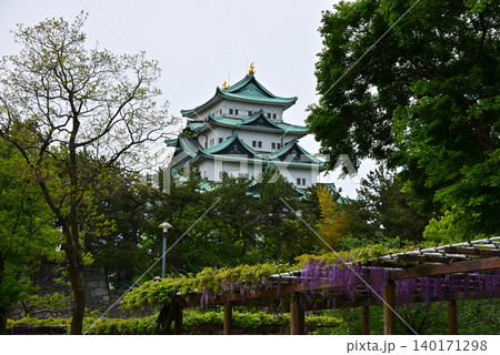 名古屋城の天守閣と見頃を迎えた藤の花3 名古屋城の天守閣と見頃を迎えた藤の花3 140171298
