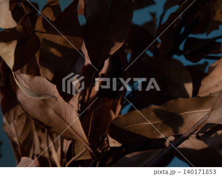 Texture background of pale orange laurel leaves against a blue wall. 140171853