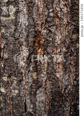 Texture of an old plum tree bark with golden resin sap drops. Texture of an old plum tree bark with golden resin sap drops. 140171856