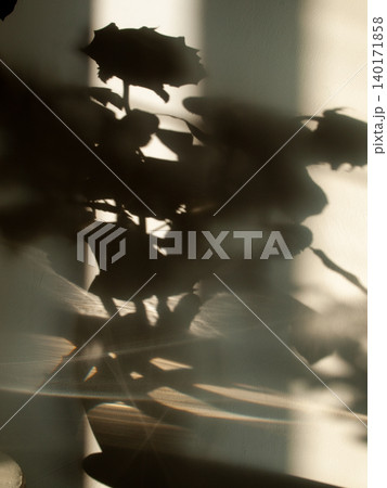 Art photography of a rose bouquet shadow still life in warm ochre tones. 140171858