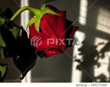 Fading red rose bud drooping over a background of nostalgic shadows. 140171862