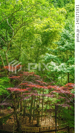 Tranquil Japanese garden with bamboo, maple trees, and stone lantern 140171931