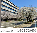 春　昼間の福井県福井市のさくら通り 140172050