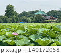 上野不忍池蓮池　7月　ハスが開花 140172058