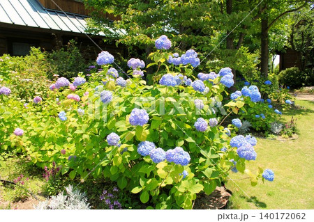 ログハウスと紫陽花 ログハウスと紫陽花 140172062
