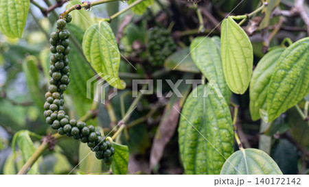Close-up shot of a fresh green peppercorn bunch hanging from its vine. Bright green textured leaves frame the spice bunch growing naturally in an outdoor agricultural setting. 140172142
