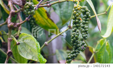 Close-up shot of a fresh green peppercorn bunch hanging from its vine. Bright green textured leaves frame the spice bunch growing naturally in an outdoor agricultural setting. 140172143