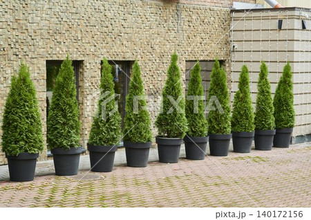 Elegant green trees line a modern brick wall in a serene urban setting Elegant green trees line a modern brick wall in a serene urban setting 140172156