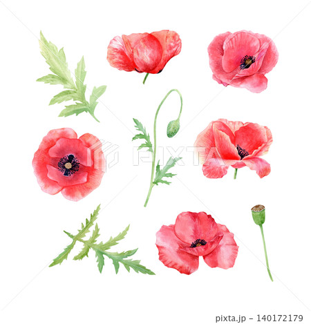 Red poppy flowers, buds, and green leaves watercolor isolated illustration set. Hand drawn botanical meadow flowers clipart for invitations, summer floral design projects. Bright detailed drawing. 140172179