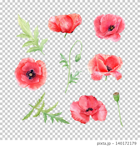 Red poppy flowers, buds, and green leaves watercolor isolated illustration set. Hand drawn botanical meadow flowers clipart for invitations, summer floral design projects. Bright detailed drawing. 140172179