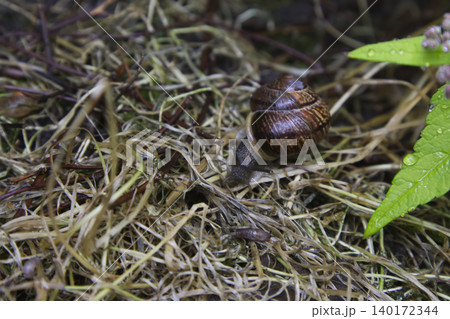 Large Snail Crawling Across Dry Straw and Twigs 140172344