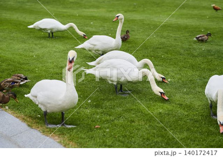 Swans and ducks gracefully wander across the vibrant green park lawn 140172417