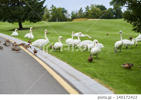 Swans and ducks gather peacefully by the park's winding path during a clear afternoon 140172422