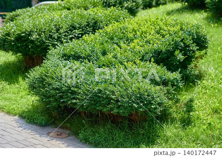 Curved green shrubs create a lively pattern in a sunny park during mid-afternoon Curved green shrubs create a lively pattern in a sunny park during mid-afternoon 140172447