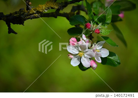 A beautifully blossoming fruit tree - an apple tree. White flowers in nature and spring time. Background for May. A beautifully blossoming fruit tree - an apple tree. White flowers in nature and spring time. Background for May. 140172491