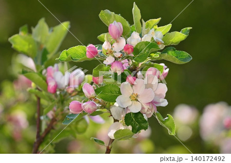 A beautifully blossoming fruit tree - an apple tree. White flowers in nature and spring time. Background for May. A beautifully blossoming fruit tree - an apple tree. White flowers in nature and spring time. Background for May. 140172492
