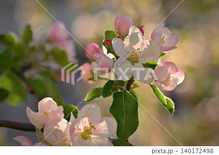A beautifully blossoming fruit tree - an apple tree. White flowers in nature and spring time. Background for May. A beautifully blossoming fruit tree - an apple tree. White flowers in nature and spring time. Background for May. 140172498
