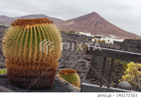 Typical canarian cactus with a volcano in the background on Lanzarote island Typical canarian cactus with a volcano in the background on Lanzarote island 140172583