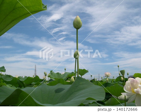 空に伸びる蓮の花のつぼみ 空に伸びる蓮の花のつぼみ 140172666