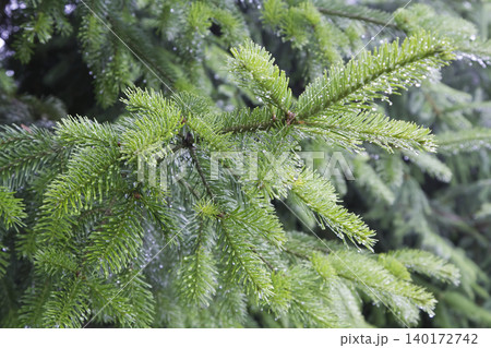 Lush Green Spruce Branches with Glistening Raindrops Lush Green Spruce Branches with Glistening Raindrops 140172742
