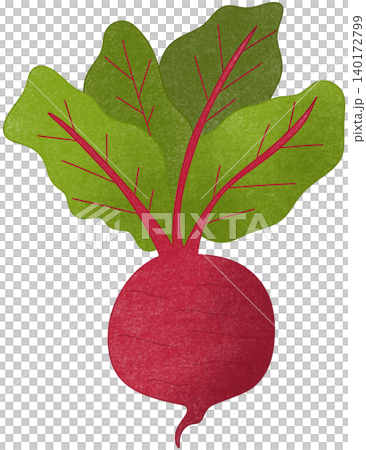 red beetroot vegetable red beetroot vegetable 140172799