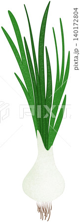 big green onion big green onion 140172804