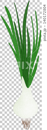 big green onion big green onion 140172804