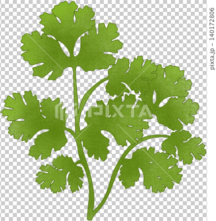 green coriander plant 140172806