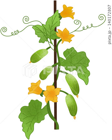 cucumber plant with flower 140172807