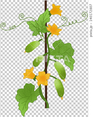 cucumber plant with flower 140172807