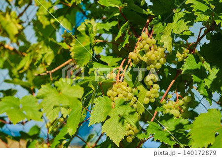Lush green grapevines basking in sunlight Lush green grapevines basking in sunlight 140172879
