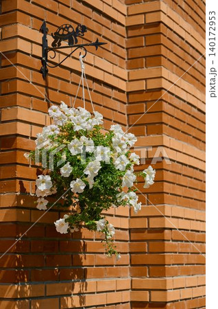 Petunias sway gently in the warm sunlight Petunias sway gently in the warm sunlight 140172953