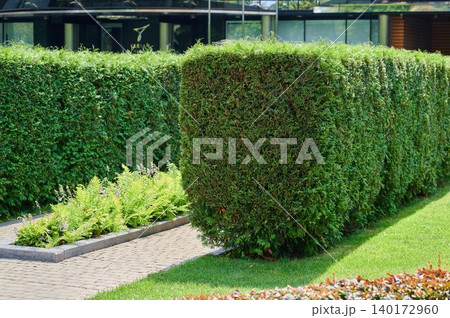 Lush green hedges define a tranquil garden space Lush green hedges define a tranquil garden space 140172960