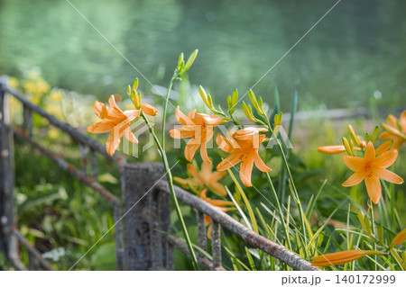 Close up photo of orange daylilies with trumpet shaped petals blooming beside a weathered metal fence. 140172999