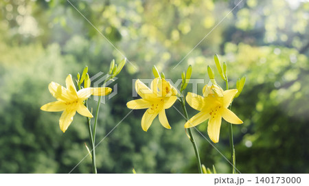 Close up photo of three bright yellow lilies in full bloom with six petals and visible stamens on tall green stems. Close up photo of three bright yellow lilies in full bloom with six petals and visible stamens on tall green stems. 140173000