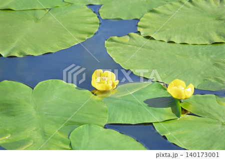 Close up photo of two yellow water lilies blooming among large green lily pads on a calm pond. Close up photo of two yellow water lilies blooming among large green lily pads on a calm pond. 140173001