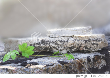 Close up photo of a small green plant with bright leaves growing on weathered concrete or stone Close up photo of a small green plant with bright leaves growing on weathered concrete or stone 140173002