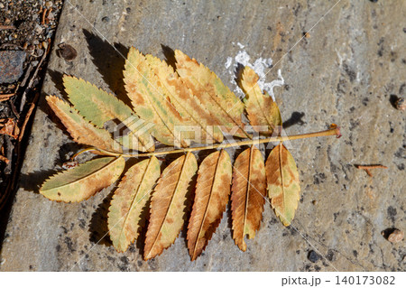 Wallpaper texture of fallen leafs in autumn Wallpaper texture of fallen leafs in autumn 140173082