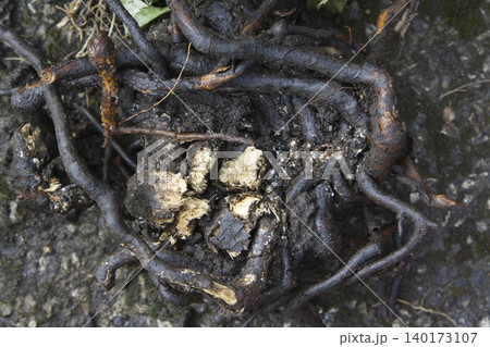 Gnarled Dark Plant Roots and Mud Texture Closeup Gnarled Dark Plant Roots and Mud Texture Closeup 140173107