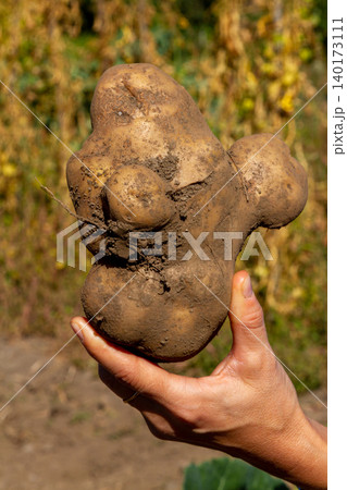 A hand holds a strange and large potato in an orchard	 140173111
