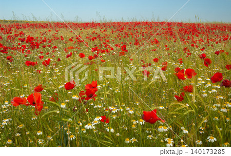 wide angle of planting of flowering poppies in spring wide angle of planting of flowering poppies in spring 140173285